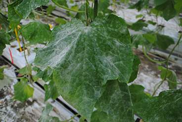 echte meeldauw komkommer koerier.jpg